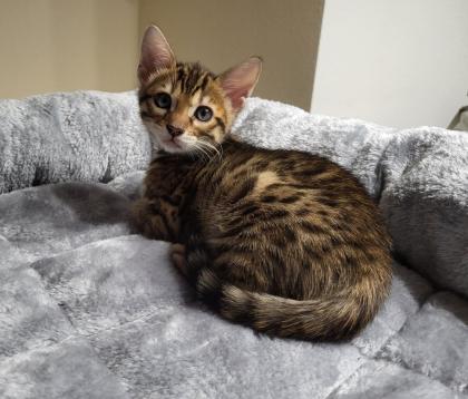 Reinrassige Bengal Kitten mit Stammbaum