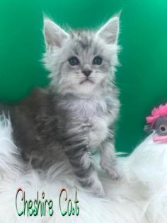 Typvolle Maine Coon Katerchen in Silver