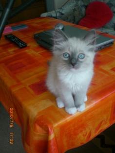 Wunderhübsche Ragdoll-Kitten