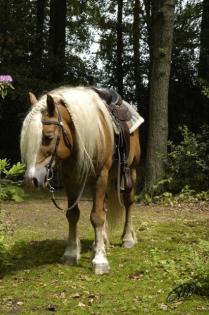 Cooles, motiviertes Westernpony sucht.