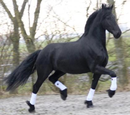 6 Jahre Friesen Stute Allrounder