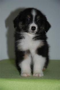 Australian Shepherds und Mini Aussie Welpen