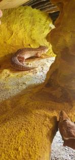 4 Geckos samt Terrarium