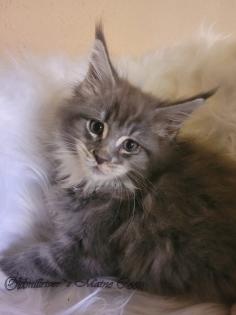 Wundervolle Maine Coon Kitten