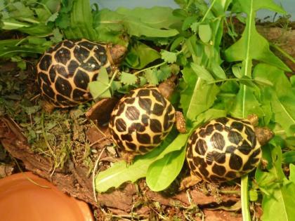 Sternschildkröten Geochelone elegans