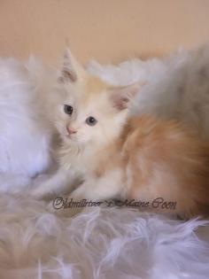 Wundervolle Maine Coon Kitten