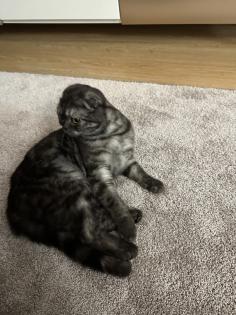 Scottish Fold / British Kurzhaarkatze