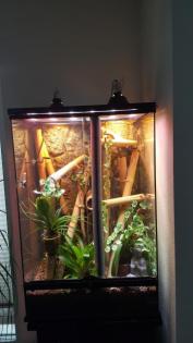 Exo Terra Terrarium 60x45x90 mit 2 Phelsuma Taggeckos komplett