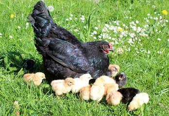 Nachgezüchtete Vorwerk Hühner, Marans, Araucaner Grünseger Hühner u. a. zu Verkau