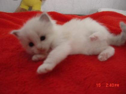 Ragdoll Babys suchen ein zu Hause