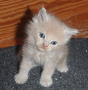 Maine Coon kitten Mädchen und Kater