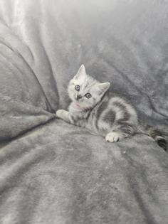 BKH Silver Tabby Kitten Reinrassig