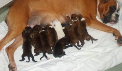 Wunderschöne Boxerwelpen mit Papiere