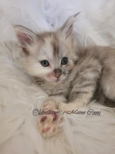 Wundervolle Maine Coon Kitten