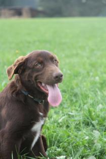 BORADOR Welpen Border Collie und Labrador Retriever Mix