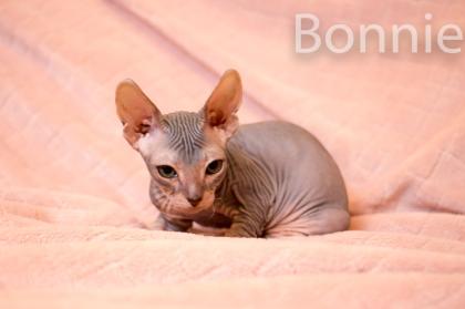 Don Sphynx Kitten - Katzenbabys