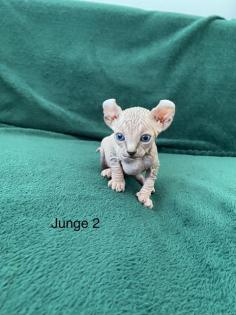 Süße Canadian Sphynx Kitten