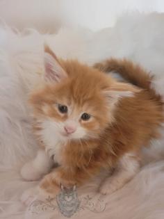 Wundervolle Maine Coon Kitten