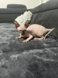 Sphynx Kitten/Katzen