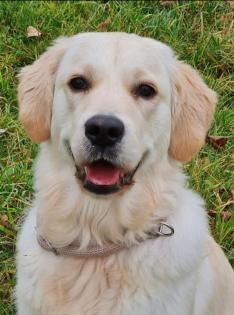 Golden Retriever Wurfankündigung