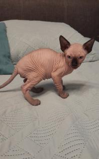 Kanadische Sphynx Kitten