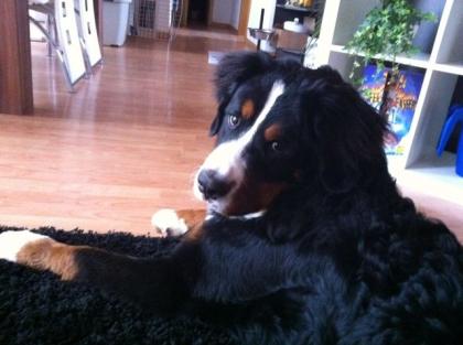 Berner Sennenhund Mozart 9 Monate