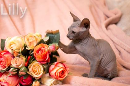 Don Sphynx Kitten - Katzenbabys