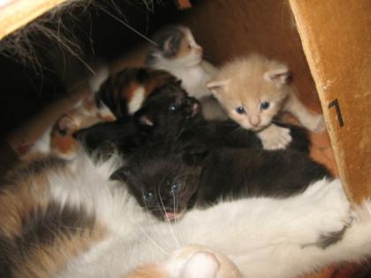 Maine Coon Kitten