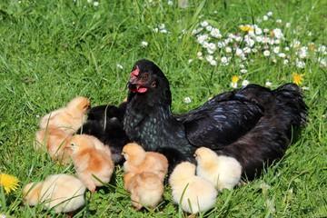 Nachgezüchtete Vorwerk Hühner, Marans, Araucaner Grünseger Hühner u. a. zu Verkau