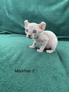 Süße Canadian Sphynx Kitten