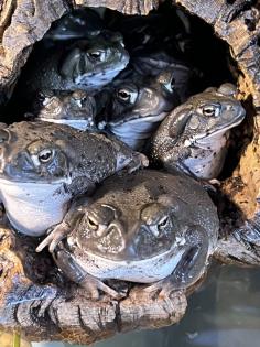 Bufo Alvarius, Nachzuchten