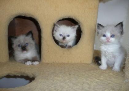 Ragdoll Kittens mit Papieren