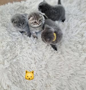 Kitten bkh britisch kurz