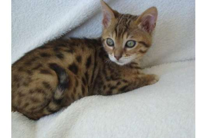 Bengalen Baby Kitten