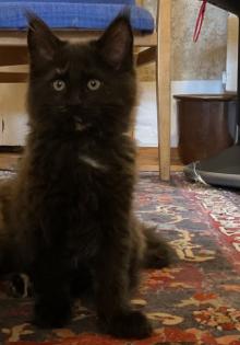 Maine Coon Kitten suchen ihr zukünftiges zu Hause