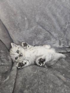 BKH Silver Tabby Kitten Reinrassig