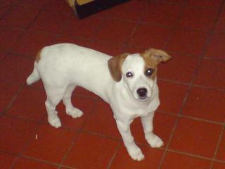 Suche mein Jack Russell mix Hund