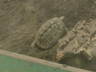 Griechische Landschildkröten, Eier legend zu verkaufen