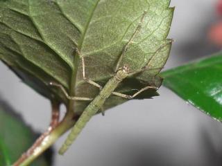 Indische Stabschrecken carausius morosus