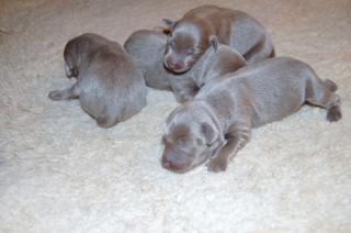 Silberne Labradorwelpen aus Top- Verpaarung