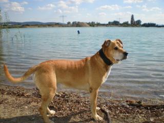 Hilfe Suche liebe Labradordame o. Labrador-Mischlingsdame zum Decken.