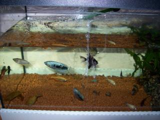 Komplettes Aquarium, Technik, Fische, Fadenfische, Skalare, Mollys,