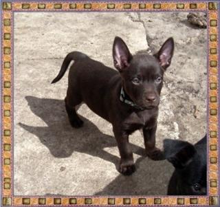 Australian Kelpie Welpen