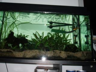 Aquarium 80cm TOP-ERHALTEN incl. ZUBEHÖR