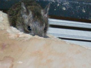 4 Degus suchen ein zu hause