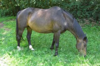 Biete Reitbeteiligung fürs Gelände gegen Kostenbeteiligung