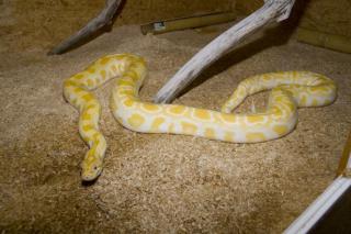 Tigerpython Albino