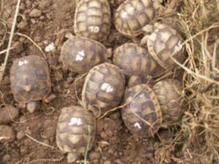 Breitrandschildkröten, NZ 2021