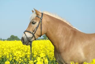 Reitbeteiligung für Haflinger-Araber Stute gesucht