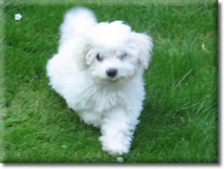 Bichon frise Welpen im Teddylook